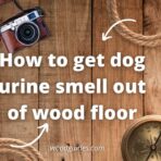 How to get dog urine smell out of wood floor